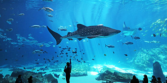 世界最大海洋馆