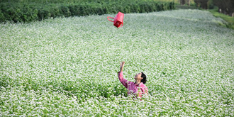 漫山遍野荞麦花洁白如雪