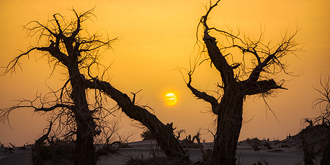 英雄树，三千年不朽神话