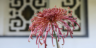 趵突泉公园菊花争艳