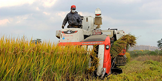 风吹稻浪丰收忙