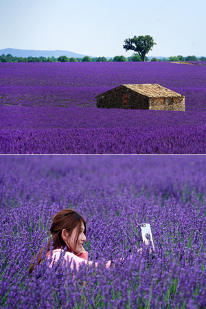 普罗旺斯薰衣草花海美如画