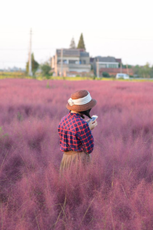 去粉黛乱子草花海里美一下