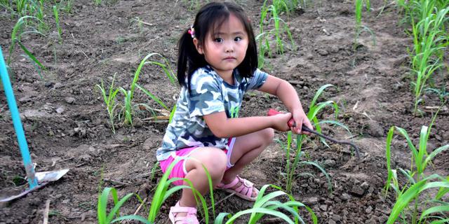小女孩谷子地里干农活有模有样