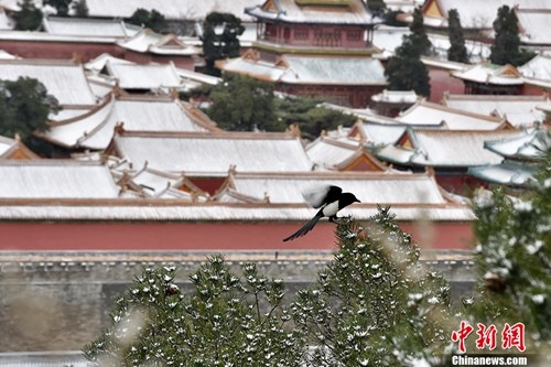 资料图：小雪前夕，11月21日，北京迎今冬首场降雪。雪后的紫禁城一片银装素裹。中新网记者 金硕 摄