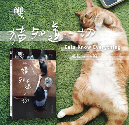 《鲤·猫知道一切》 海报