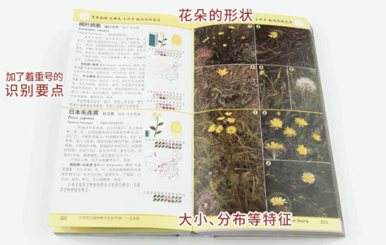 《中国常见植物野外识别手册——北京册》内页的清晰分类与说明