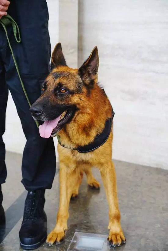 以后再不敢称加班狗了 平安上班的狗狗月薪税