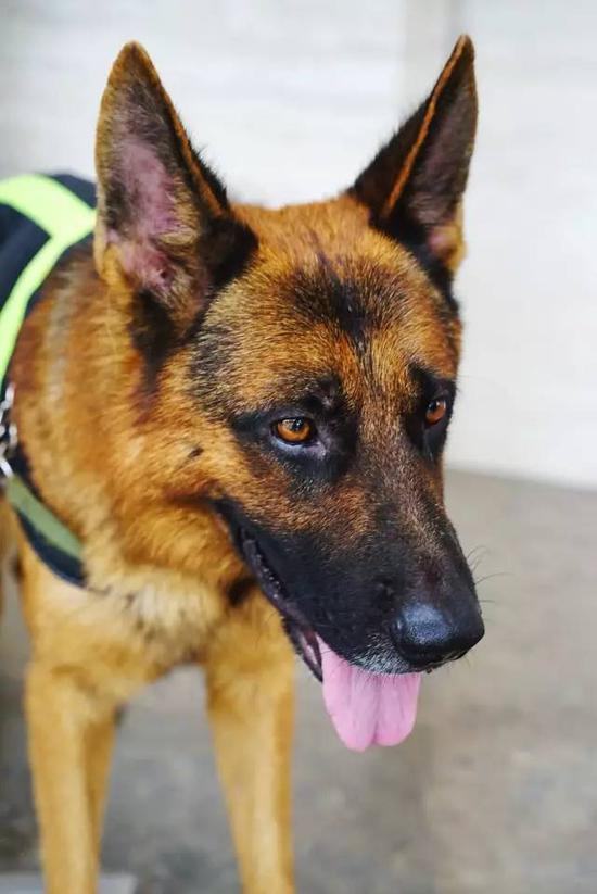 以后再不敢称加班狗了 平安上班的狗狗月薪税