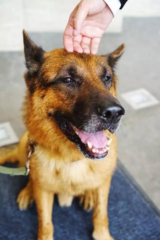 以后再不敢称加班狗了 平安上班的狗狗月薪税