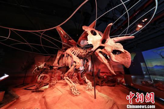 “镇馆之宝”是来自美国蒙大拿州的梅杜莎角龙骨架化石标本 程景伟 摄