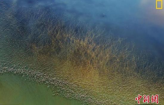自然组第二名 摄影师：hao j。 图片说明：坦桑尼亚纳特龙湖，成千上万只火烈鸟从湖面上起飞。