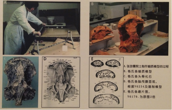 张弥曼在瑞典实验室制作杨氏鱼的头骨放大蜡质模型