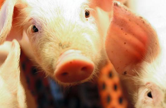 日本一教授拍摄小猪照片 免费供人们制作猪年贺年片使用（图片来源：朝日新闻网站）