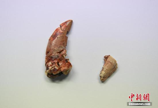 图为兽脚类恐龙牙齿(左)与长春龙牙齿的对比。中新社记者 张瑶 摄