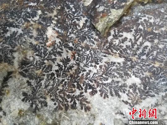 这种岩石又称树枝石,俗称“假化石” 蔡思宽 摄