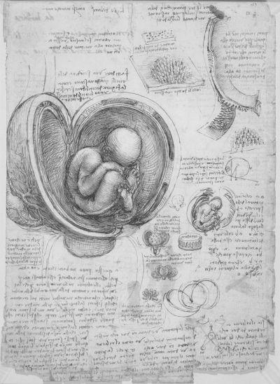 胎儿在子宫中的解剖图（达·芬奇绘）