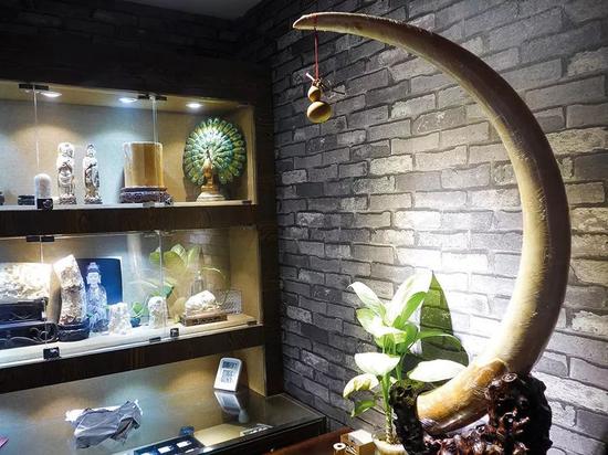 (北京和顺斋店中陈列的猛犸象牙牌子。图/余乐)