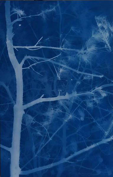 张大力《松树》Pine 亚麻布蓝晒Cyanotype on canvas 174×111cm 2016