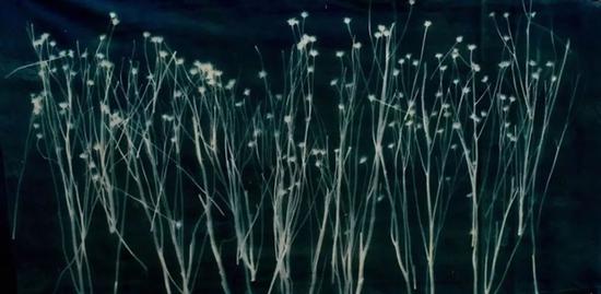 张大力《荒野之灵-1》Soul of the Wild Grass-1 画布蓝晒，Cyanotype Photogram Mounted on Canvas 35×100cm 2009  