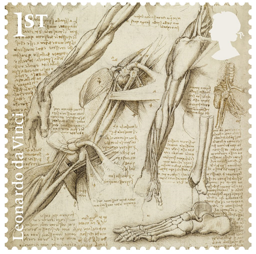 肩膀和脚的解剖图（1510-1511）