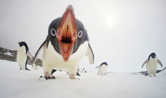 南极洲的张嘴企鹅