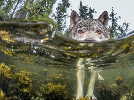 哥伦比亚的水中野狼
