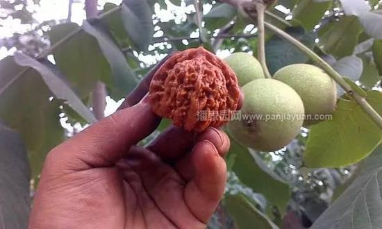 要说起文玩核桃,玩友们第一时间想到的也许是北京十里河,那里一直是文玩核桃的大型集散地,可是北京并不是最大的核桃生产基地,要说原产地,北京、河北、天津都是国内重要产地,但是要论规模,还得是河北涞水,那里有全国最大的文玩核桃种植基地,盛产各种种类的文玩核桃。