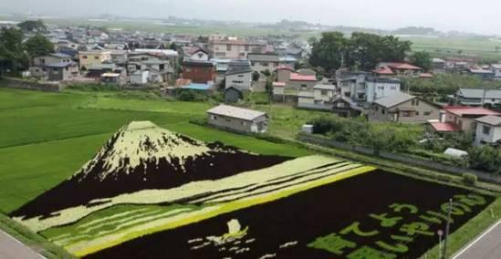 令人震惊的稻田艺术！