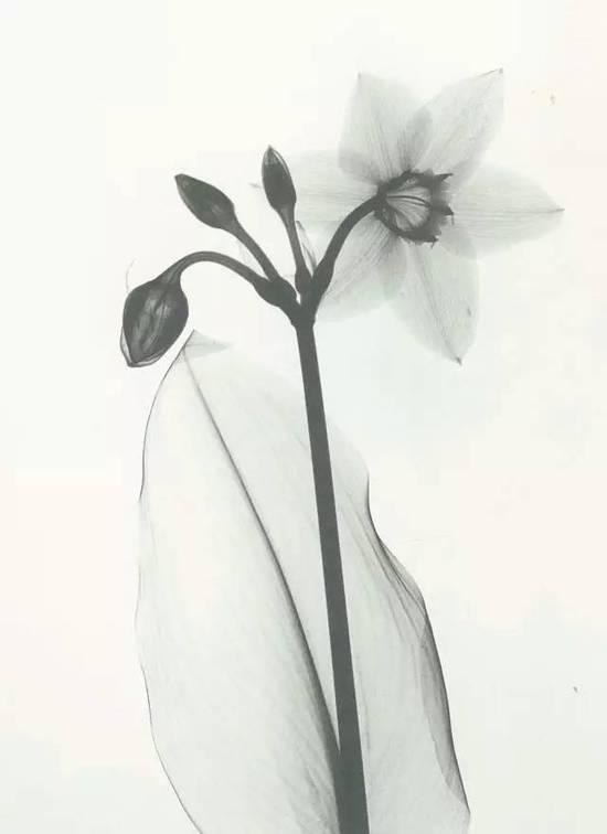 花朵的复古X光片 看起来像水墨画
