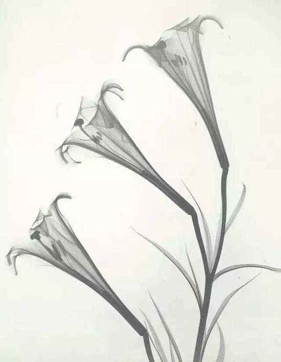 花朵的复古X光片 看起来像水墨画