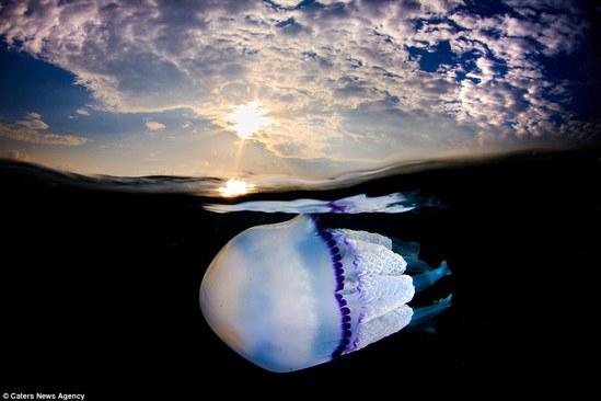 美到窒息！摄影师潜入3米海水中拍摄水母“舞蹈”