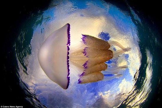 美到窒息！摄影师潜入3米海水中拍摄水母“舞蹈”