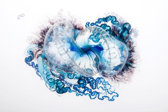 Aaron Ansarov摄影作品:僧帽水母