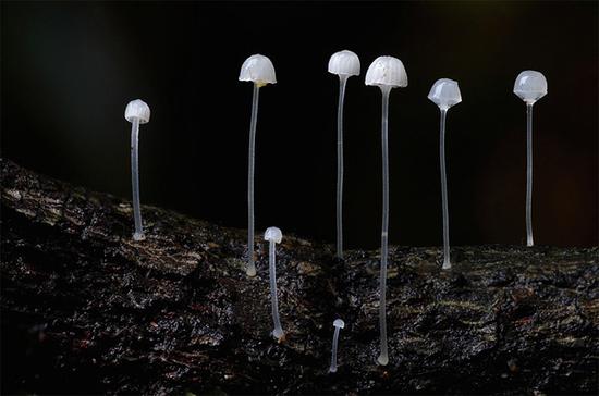 Steve Axford摄影作品：蘑菇