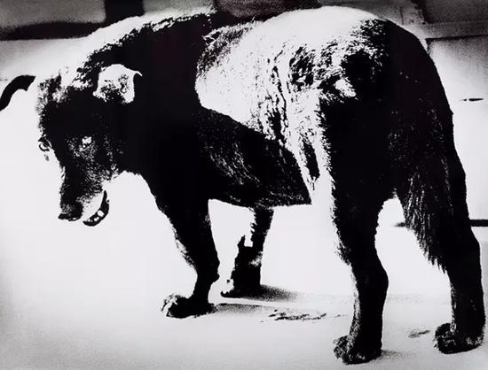森山大道 野犬 1971-2015年 银盐照片 101.7×133.8 cm　来源：附作品证书　RMB 60，000-80，000