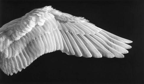 《无题（天使之翼）》，罗伯特•隆戈，2015