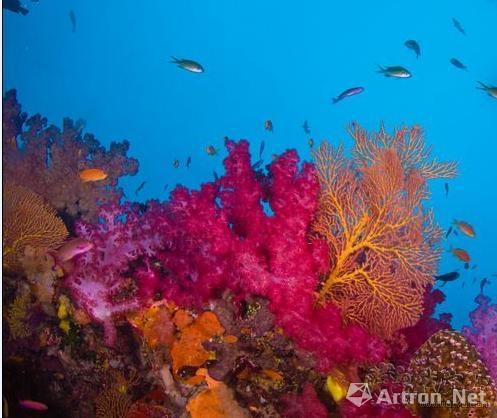你知道红珊瑚为什么贵吗？
