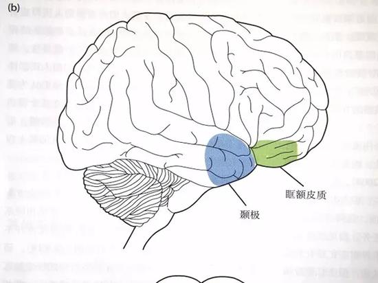 图3大脑中管理情感的部位