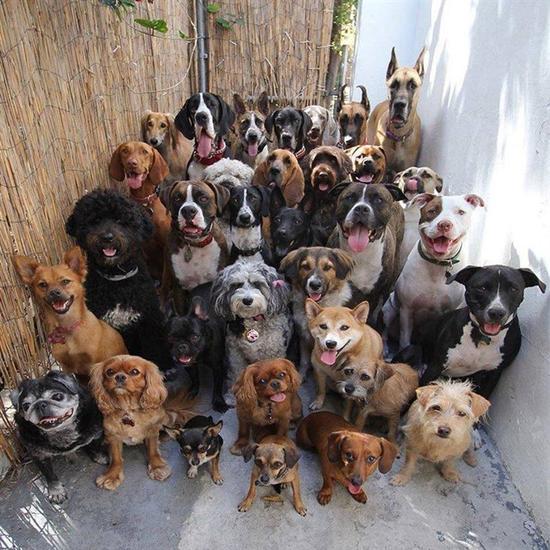 神器摄影师 同时让33只狗看镜头拍照