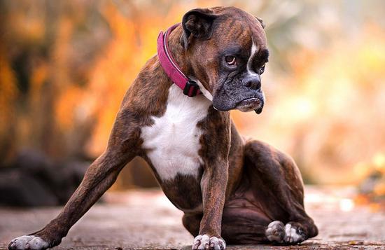 超萌！匈牙利摄影师抓拍爱犬搞笑日常