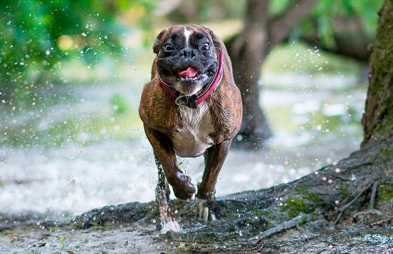 超萌！匈牙利摄影师抓拍爱犬搞笑日常