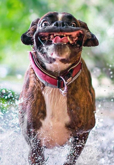 超萌！匈牙利摄影师抓拍爱犬搞笑日常