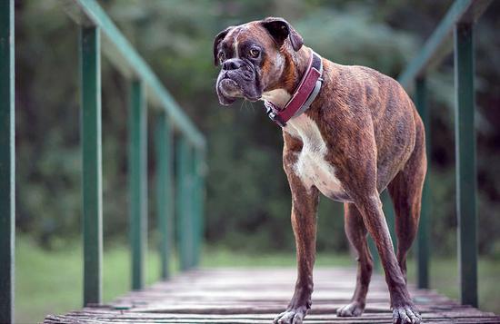 超萌！匈牙利摄影师抓拍爱犬搞笑日常