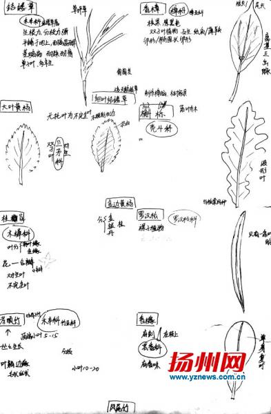 　　笔记像科普绘本
　　网友点赞跟艺术品一样