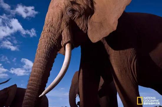 肯尼亚桑布鲁国家保护区的一群大象。大象有着复杂的家庭关系，这种关系非常有意思。