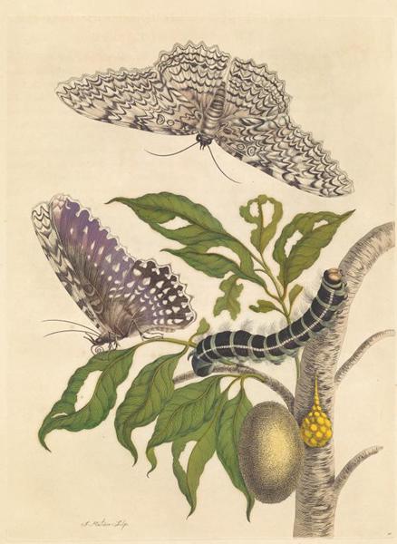 在梅里安的有些画作中，毛毛虫和蝴蝶不是一一对应的