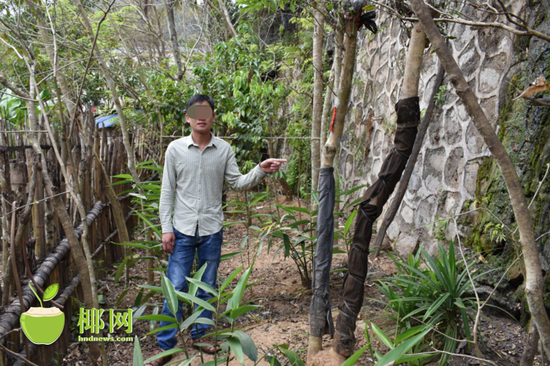 	    符某向指认非法移植至自家菜地的黄花梨树