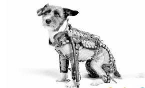 　　前苏联特制的小狗太空服13日在网上拍卖。