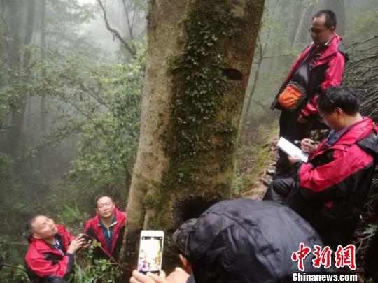     图为考察人员在对大帽耳山发现的野生大茶树进行测量。　钟欣　摄